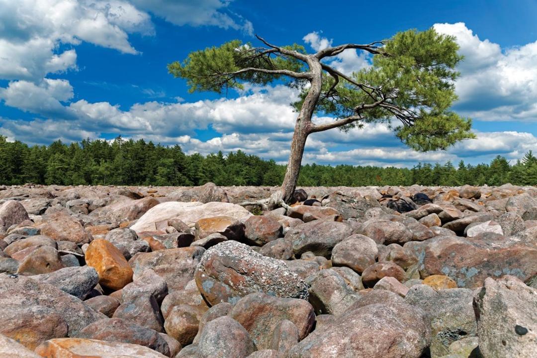 Whiskey Pines Retreat! Single Level Home, Outdoor Firepit, Ac, Bbq! Sleeps 9 In Lake Harmony! Экстерьер фото